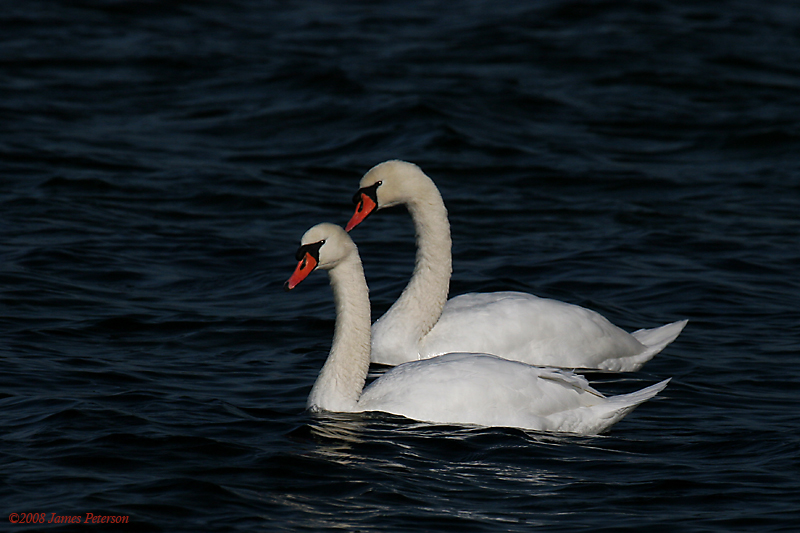 Swan Pair (37284)