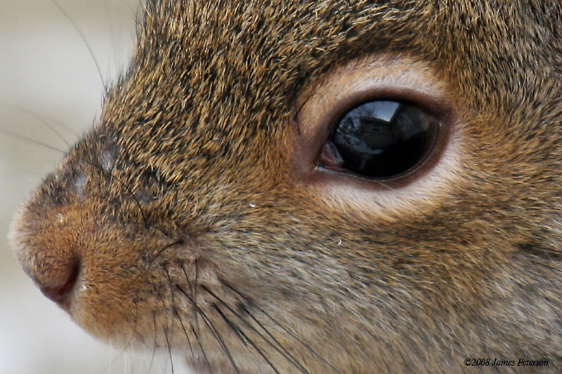 Squirrel Eye (37975)