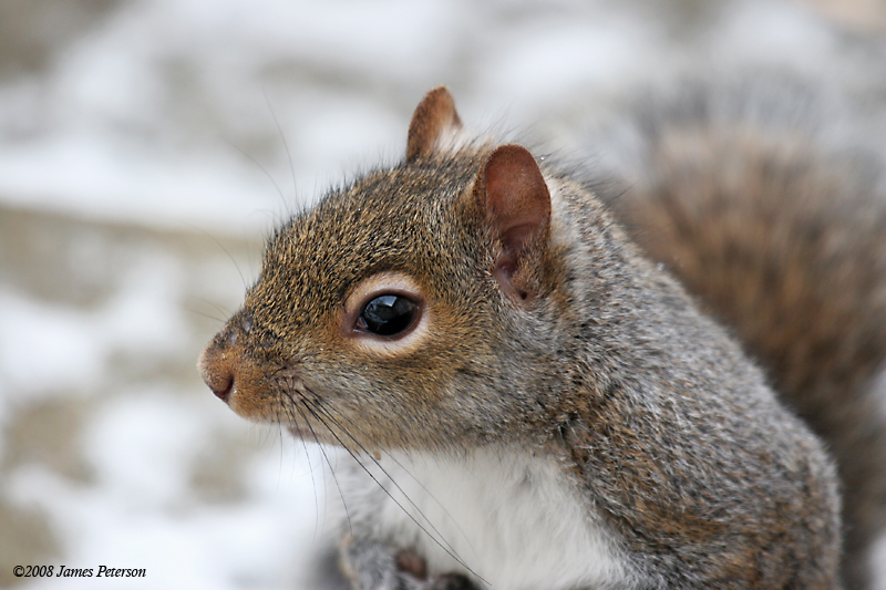 Squirrel (37975)