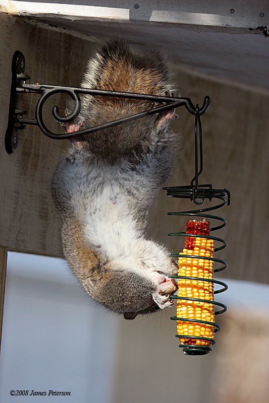 Squirrel Feeding on Corn Cob (38155)