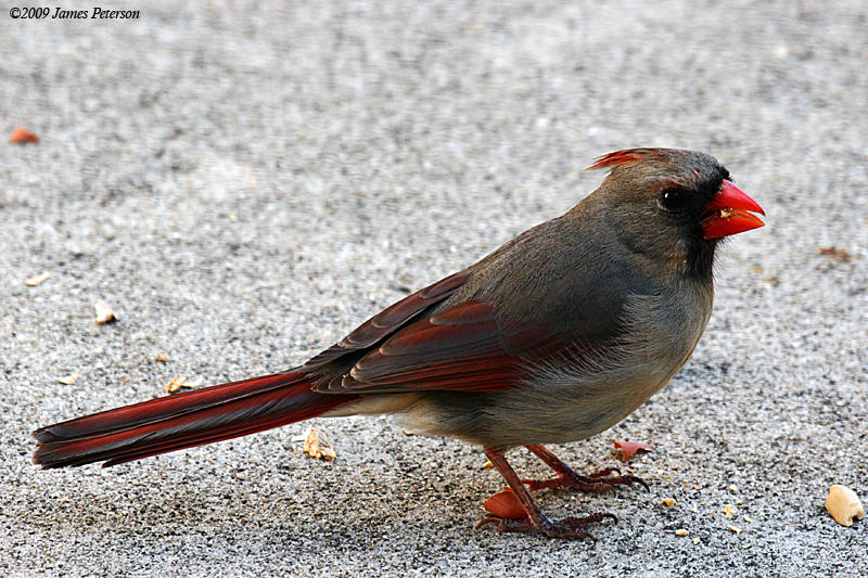 Female Cardinal (42178)