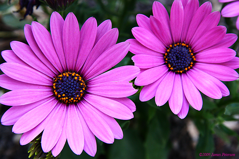 Hot Pink African Daisy (42199)