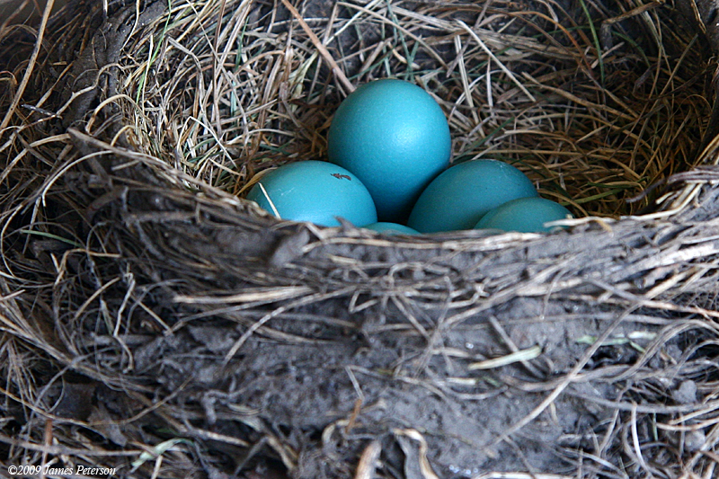 Robin Eggs (42428)