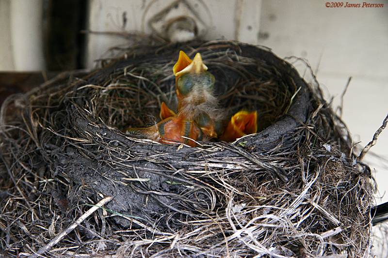 Baby Robins (42575)