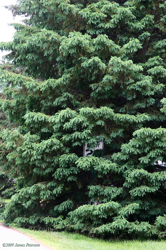 Speed Trap ? (42614)