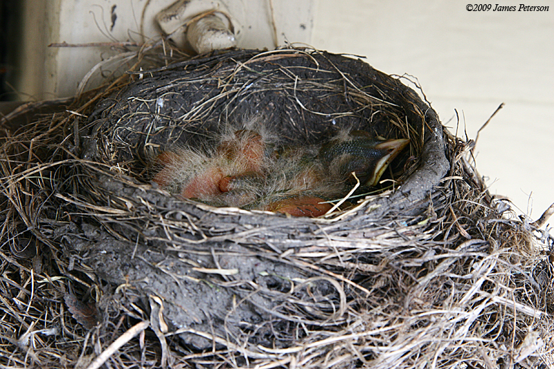 Baby Robins (42636)