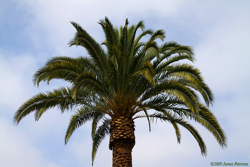 Palm Tree (2009)