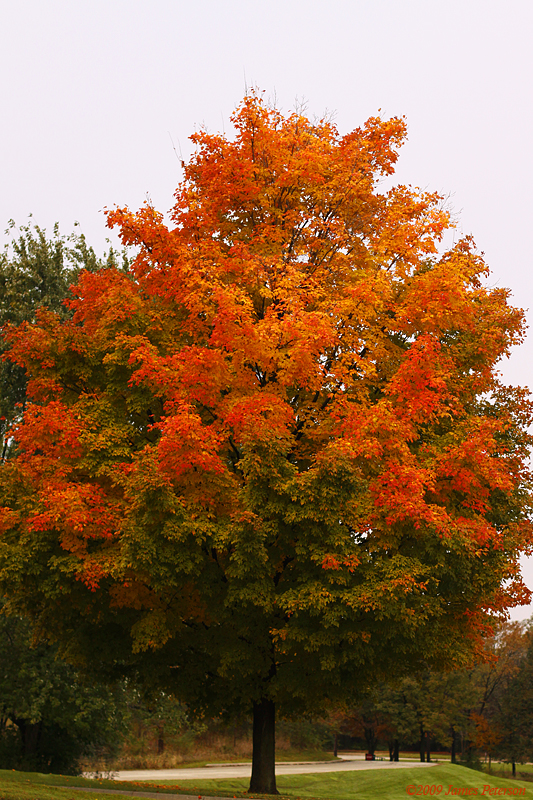 Changing Colors (2833)
