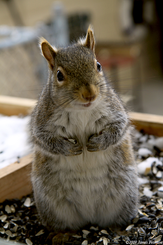 Young Squirrel (4630)