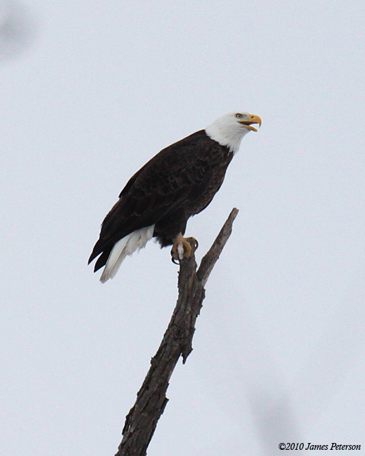 Eagle Perched (5704)