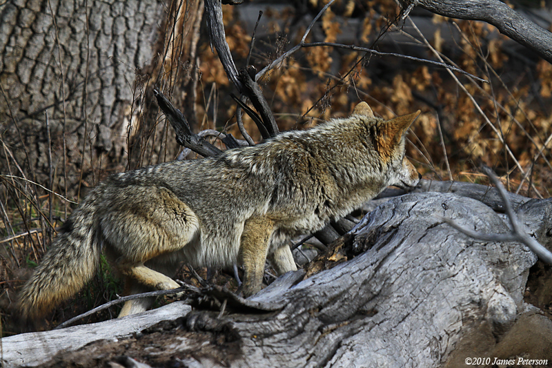 Coyote on the Prowl (8014)