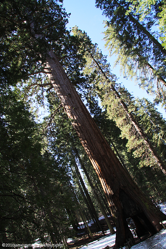 Giant Sequoia Tree (7326)