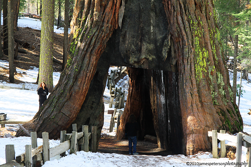 Giant Sequoia Tree Tunnel (7327)