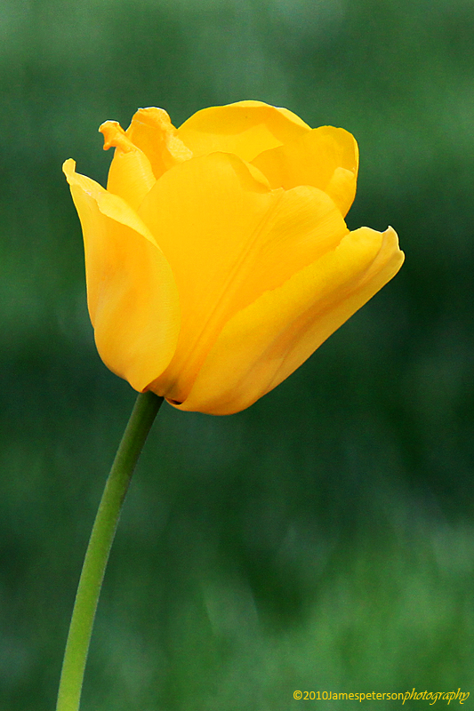 Yellow Tulip (8640)