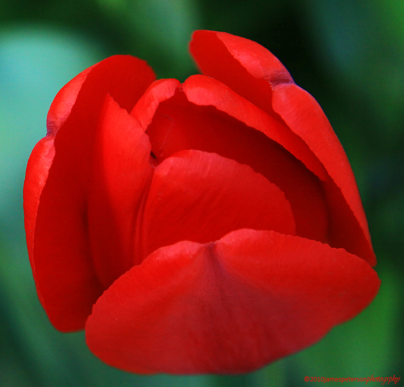 Red Tulip (8658)
