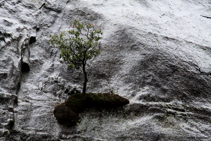 Tree on El Capitan (7654)