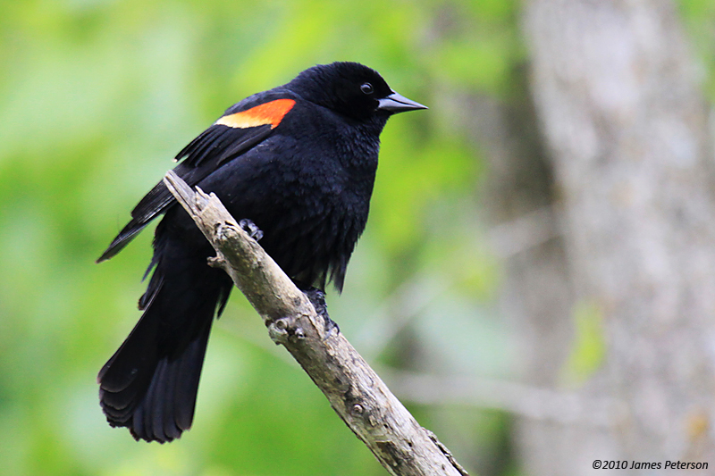 Red-winged Blackbird (8888)