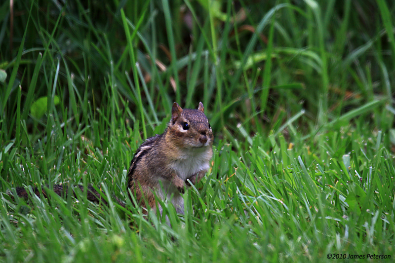 Ground Squirrel (8909)