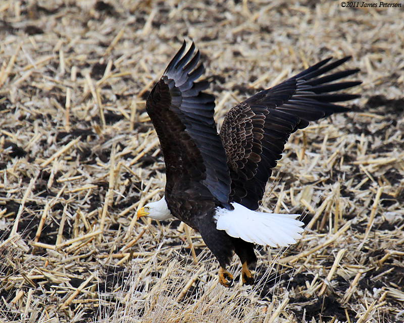 Take Off (12525)