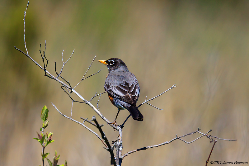 Robin (13623)