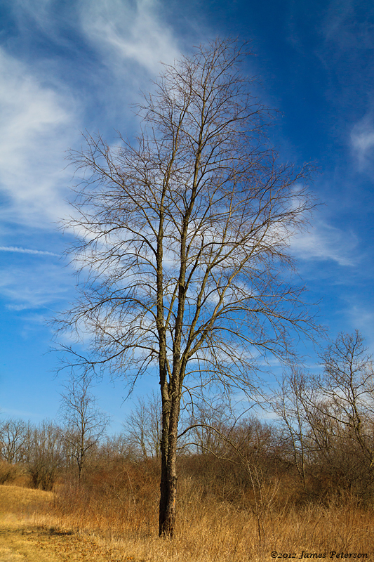 Tree (20565)