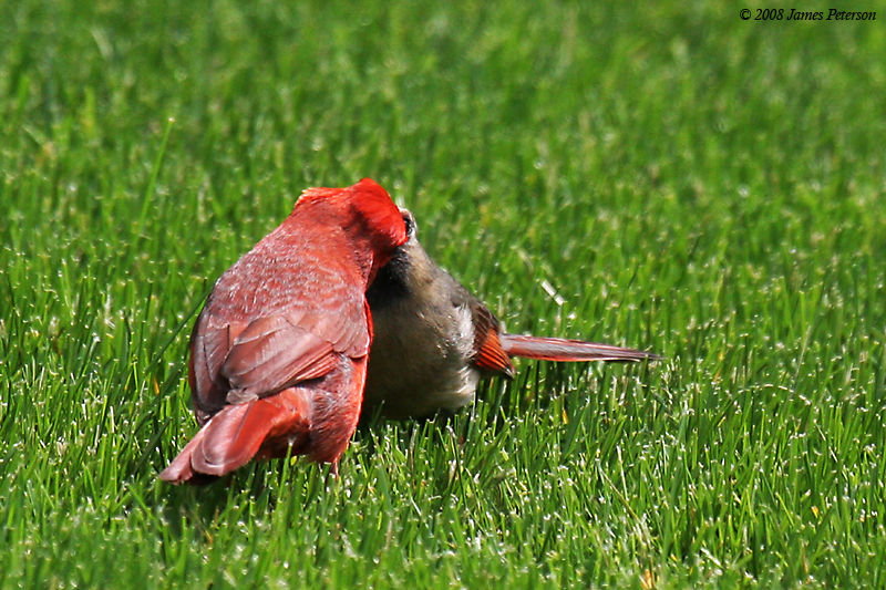 Cardinals Feeding (32126)