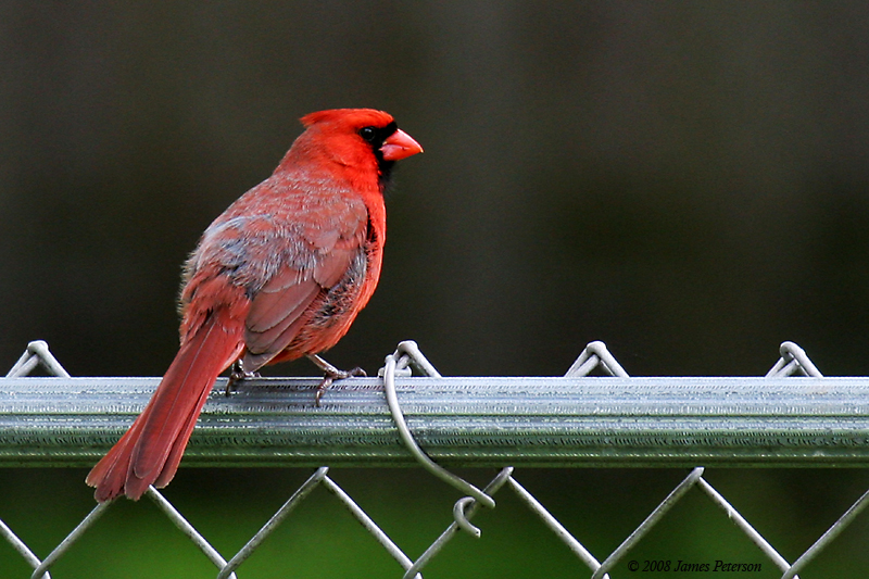 Cardinal (32161)