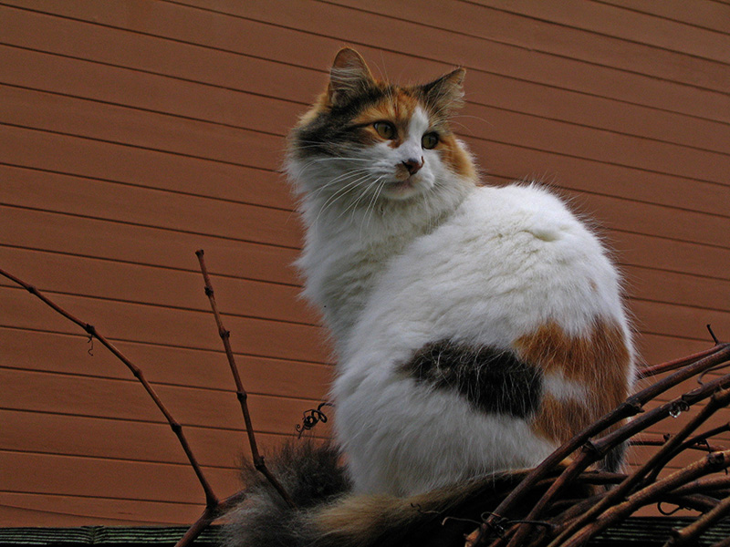 Bella .. 3763