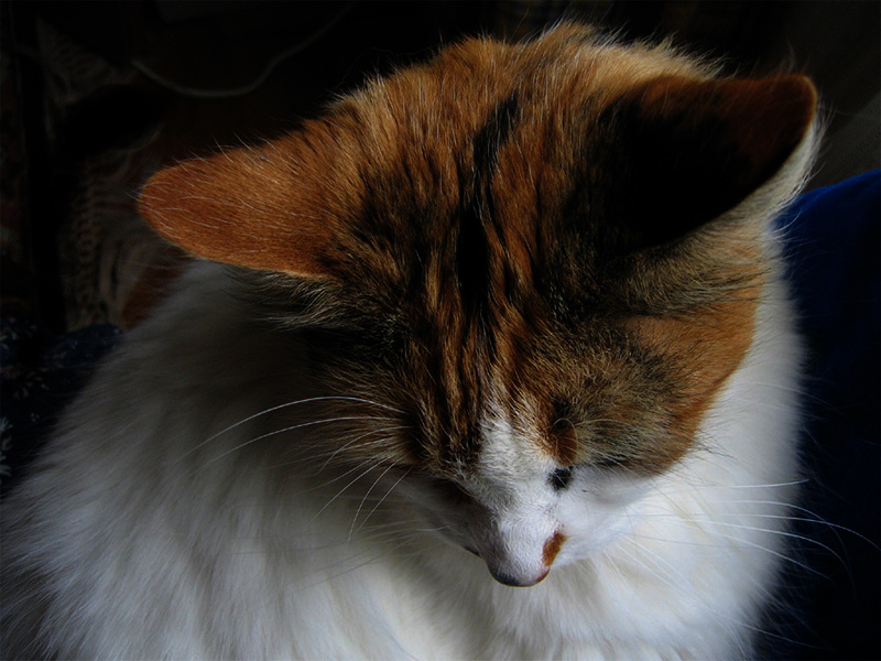 Bella .. 0944