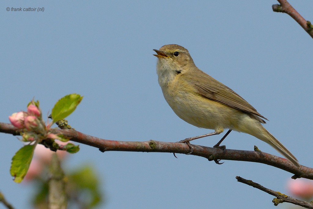 chiffchaff.... tjiftjaf