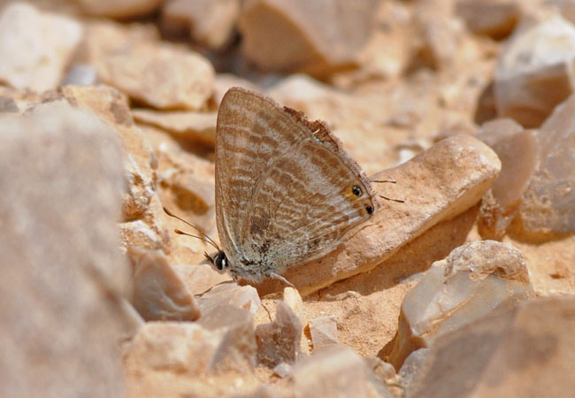 Long-tailed blue