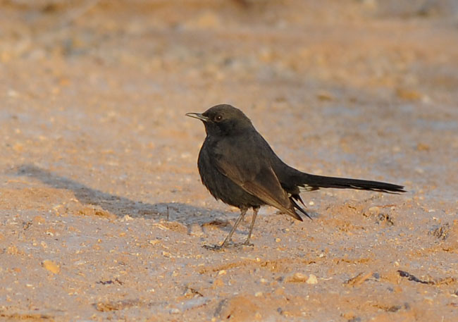 Black-Bush Robin in Yotvata