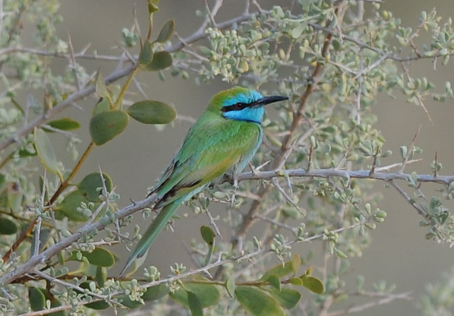 Little-green bee-eater