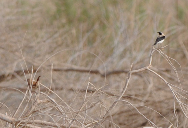 Rufous-bush-robin and a male Black-eared wheatear
