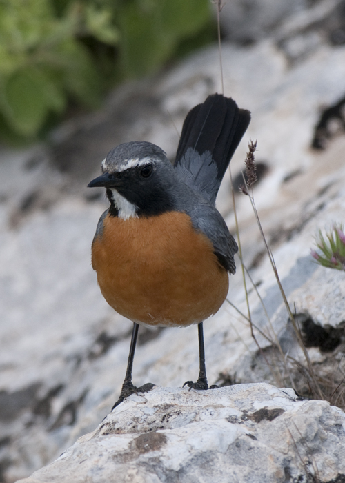 White-Throated Robin Netafin