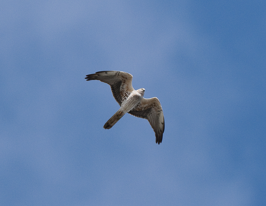 Montagus Harrier