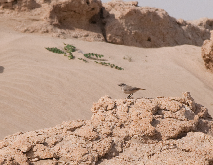 Persian wheatear