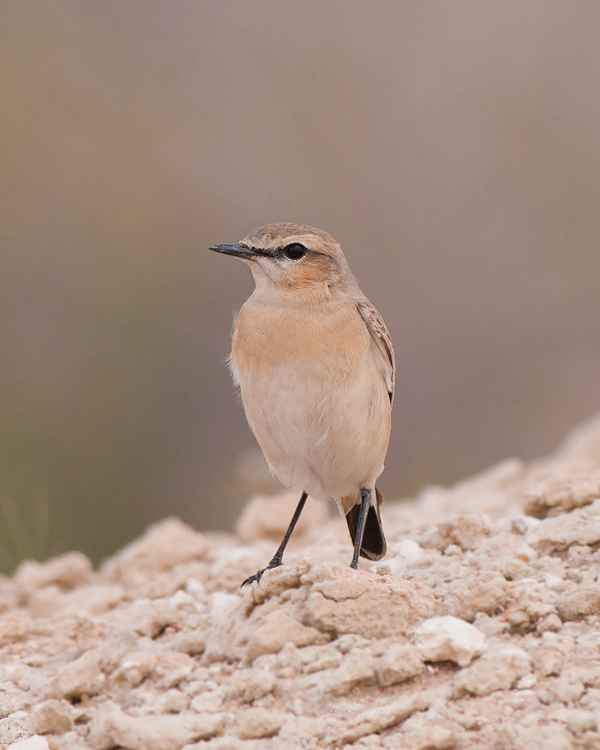 Isabelline wheatear