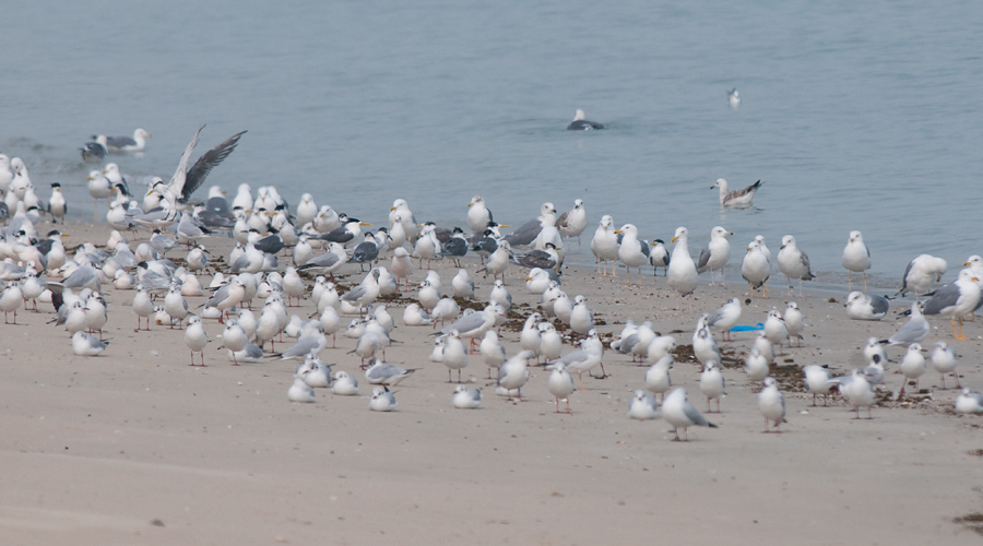 Gulls and terns