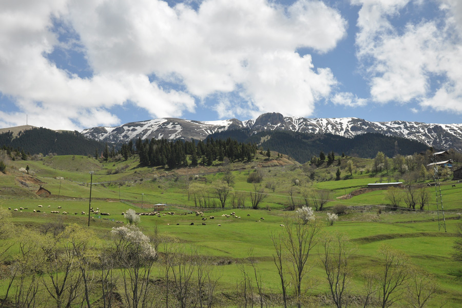 Landscape