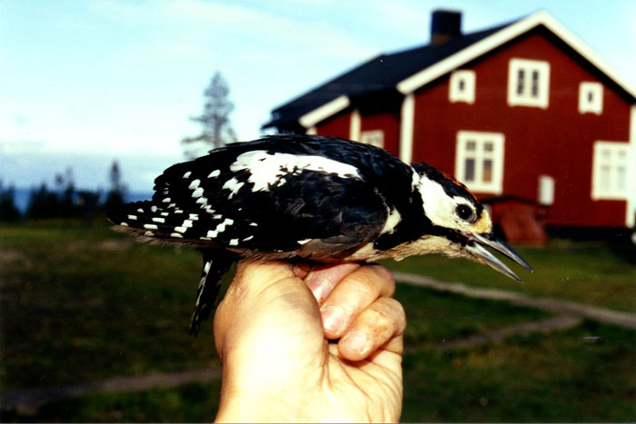 Stora fjdergg (Vb )  sept-03