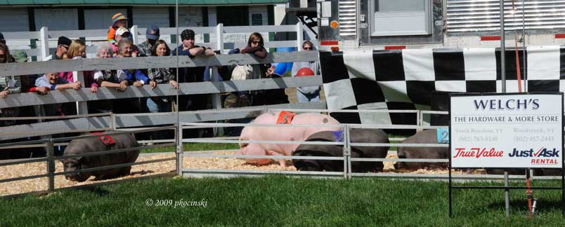 Not All The Pigs Ran...