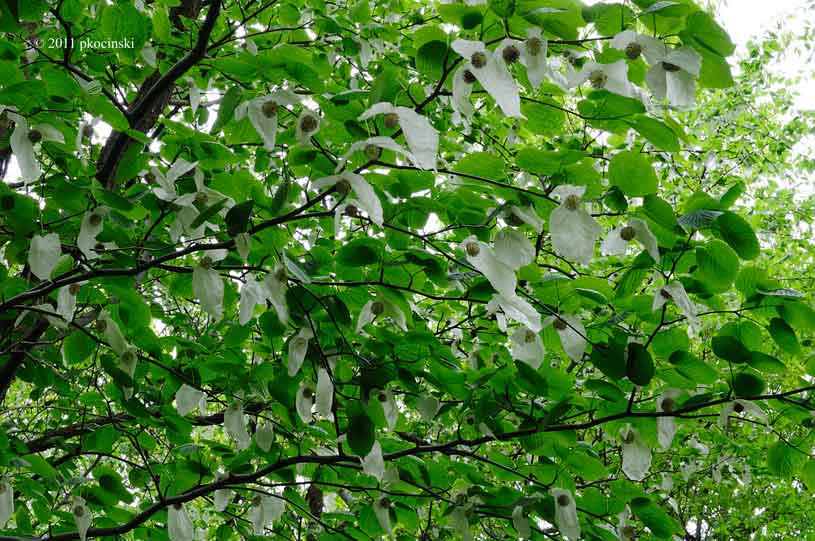 Another View of the Doves