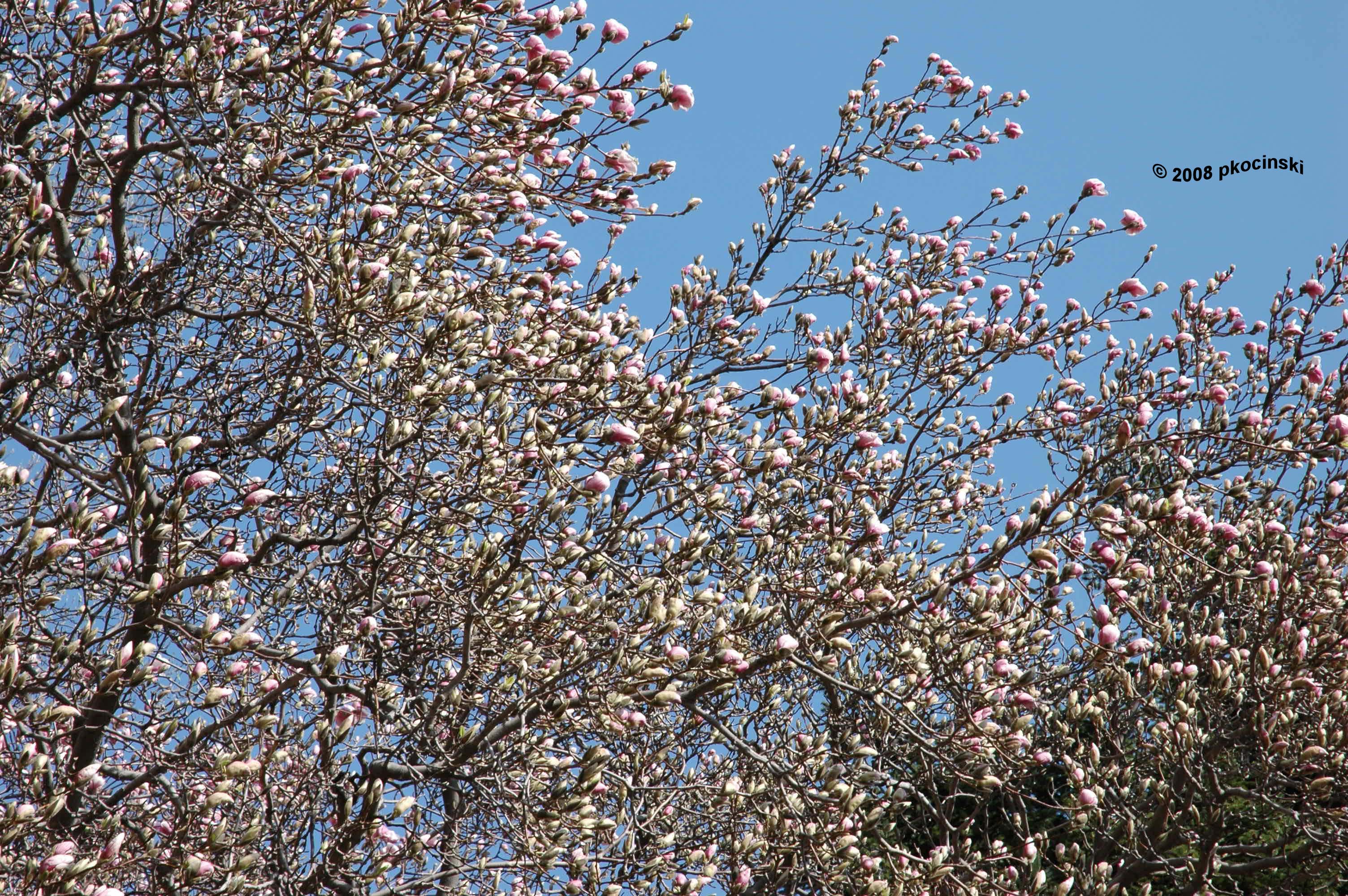 Magnolias