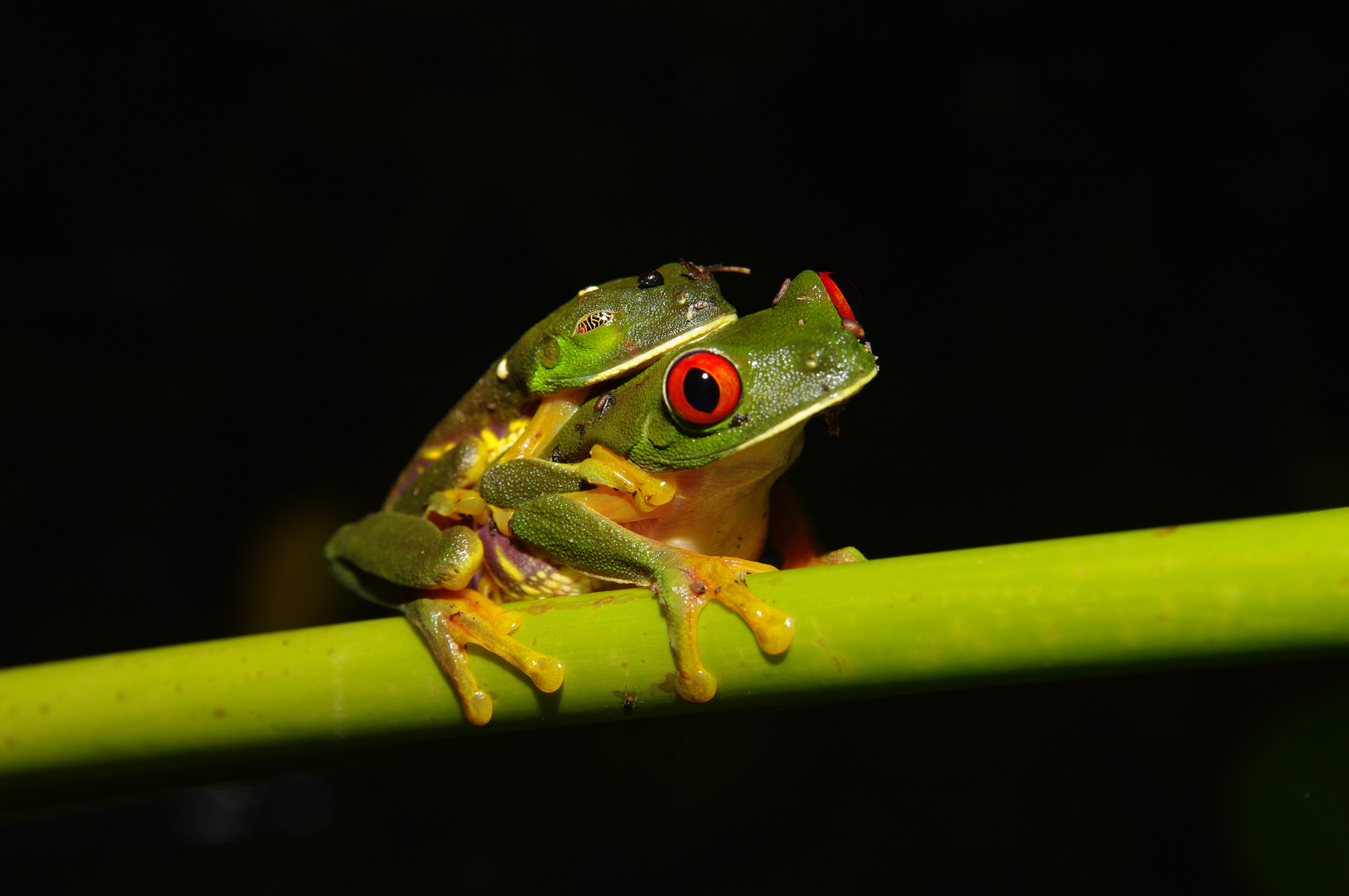 Mating Red Eyed Tree Frogs