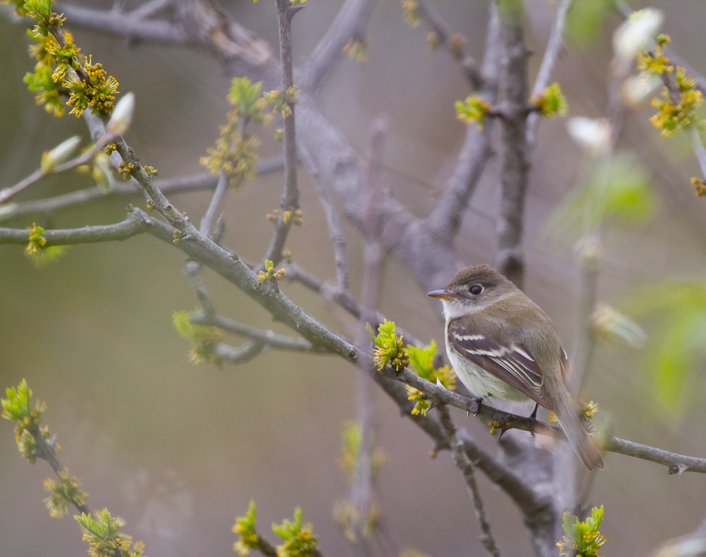 Least Flycatcher