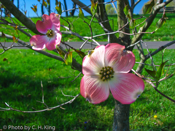 Pink Dogwood