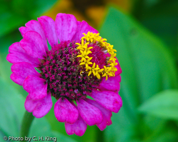 Zinnia