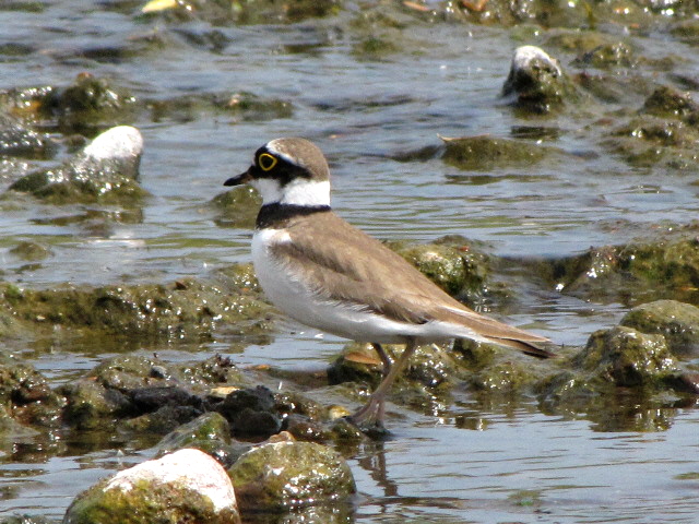 Kleine Plevier/Little Ringed Plover.