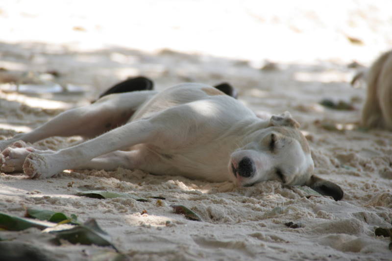 Dogs on the beach  - La Digue